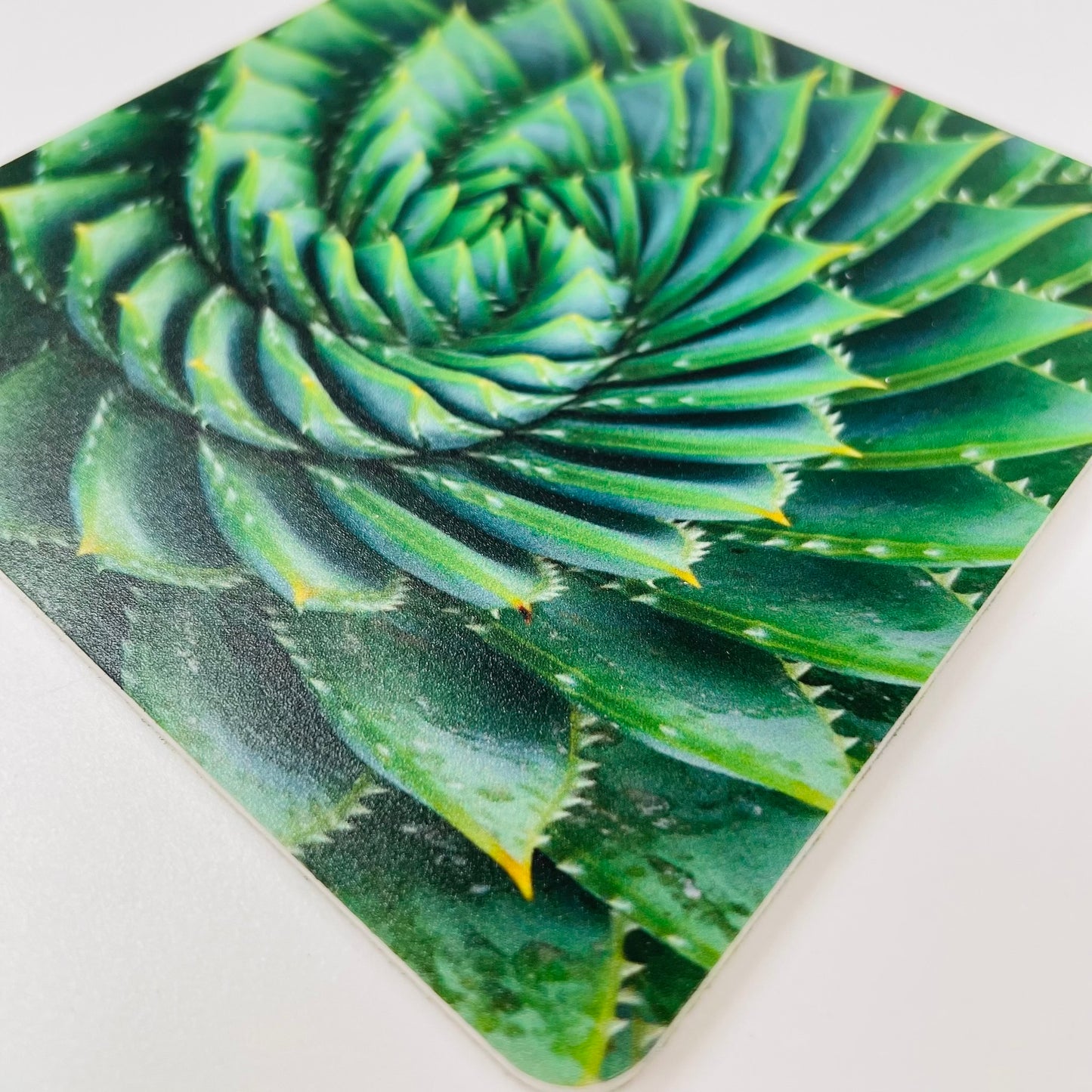 Art Coasters Set: Succulents